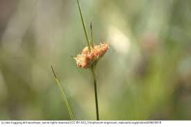 Attēlu rezultāti vaicājumam “Eriophorum gracile fruit”
