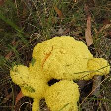 Image result for Fuligo septica