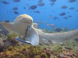 Image result for Stegostoma tigrinum