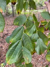 Attēlu rezultāti vaicājumam “Cladrastis kentukea leaf”