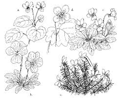 Attēlu rezultāti vaicājumam “Viola rupestris bud”