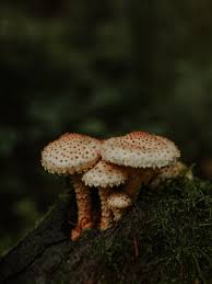 Attēlu rezultāti vaicājumam “Pholiota heteroclita”