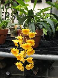 Attēlu rezultāti vaicājumam “Didymium aggregatum”