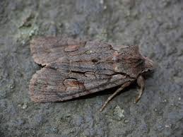 Attēlu rezultāti vaicājumam “Lithophane furcifera”