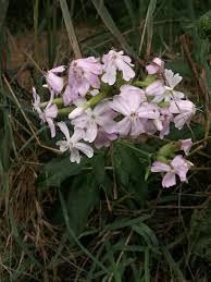 Attēlu rezultāti vaicājumam “Saponaria officinalis”