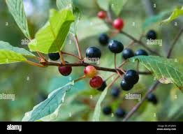 Attēlu rezultāti vaicājumam “Frangula alnus fruit”