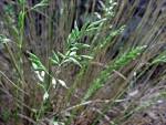 <b>Poa</b> fendleriana, photo Russ