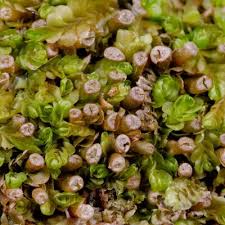 Attēlu rezultāti vaicājumam “Jungermannia leiantha”