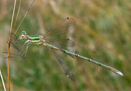 Attēlu rezultāti vaicājumam “Lestes virens female”