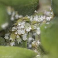 Attēlu rezultāti vaicājumam “Prociphilus xylostei”