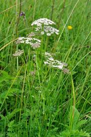 Attēlu rezultāti vaicājumam “Selinum carvifolia”