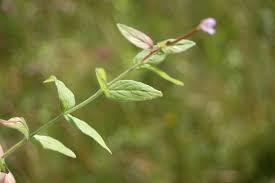 Attēlu rezultāti vaicājumam “Epilobium roseum”