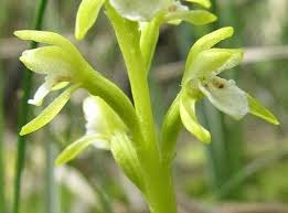 Attēlu rezultāti vaicājumam “Corallorhiza trifida fruit”