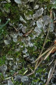 Attēlu rezultāti vaicājumam “Peltigera extenuata”