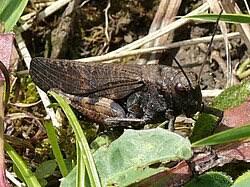 Attēlu rezultāti vaicājumam “Psophus stridulus”