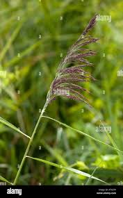 Attēlu rezultāti vaicājumam “Phragmites communis flower”