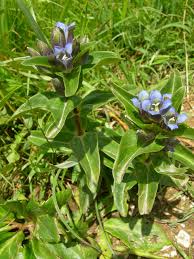 Attēlu rezultāti vaicājumam “Gentiana cruciata leaf”