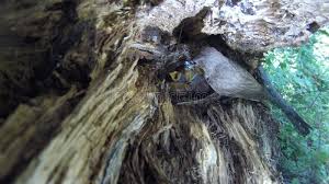 Attēlu rezultāti vaicājumam “Muscicapa striata nest”