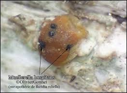 Attēlu rezultāti vaicājumam “Bacidia rubella”