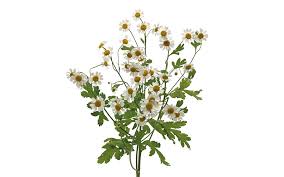 Image result for Tanacetum parthenium