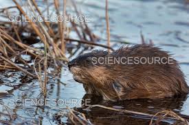Attēlu rezultāti vaicājumam “Ondatra zibethicus”