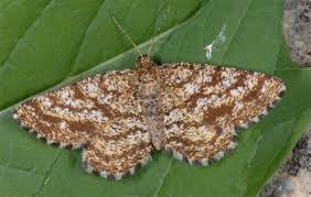 Attēlu rezultāti vaicājumam “Ematurga atomaria”