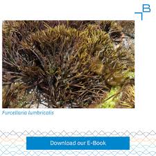 Attēlu rezultāti vaicājumam “Furcellaria lumbricalis”