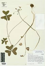 Attēlu rezultāti vaicājumam “Oxalidaceae”