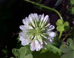 Attēlu rezultāti vaicājumam “Seligeria campylopoda sporophyte”