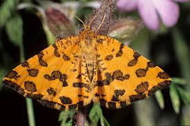 Attēlu rezultāti vaicājumam “Pseudopanthera macularia”