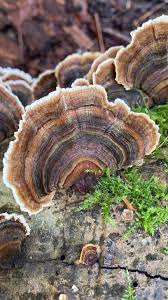 Attēlu rezultāti vaicājumam “Badhamia utricularis stalked”