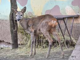 Attēlu rezultāti vaicājumam “Capreolus capreolus”