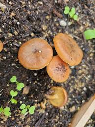 Attēlu rezultāti vaicājumam “Diderma ochraceum young”