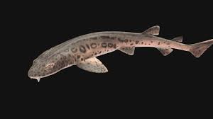 Image result for Poroderma pantherinum