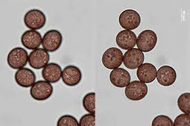 Attēlu rezultāti vaicājumam “Badhamia affinis spores”