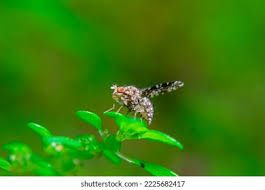 Attēlu rezultāti vaicājumam “Trypetoptera punctulata”