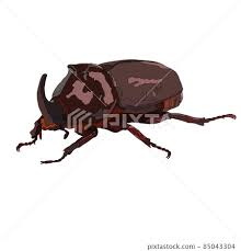 Attēlu rezultāti vaicājumam “Oryctes nasicornis male”