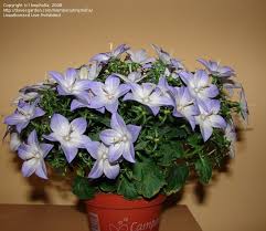 Image result for Campanula isophylla