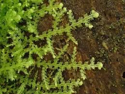 Attēlu rezultāti vaicājumam “Bazzania trilobata”