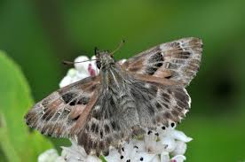 Attēlu rezultāti vaicājumam “Carcharodus floccifera upperside”