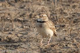 Image result for Melanocorypha bimaculata