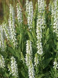 Attēlu rezultāti vaicājumam “Salvia verticillata leaf”