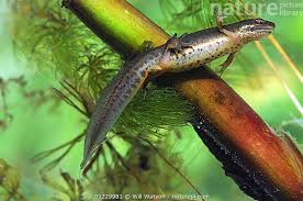 Attēlu rezultāti vaicājumam “Triturus vulgaris female”