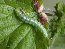 Attēlu rezultāti vaicājumam “Pristiphora maesta larva”
