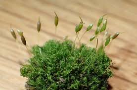 Attēlu rezultāti vaicājumam “Dicranales”