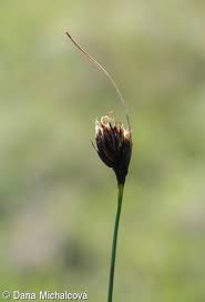 Attēlu rezultāti vaicājumam “Schoenus ferrugineus fruit”