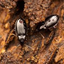 Attēlu rezultāti vaicājumam “Tachyta nana”