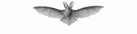Attēlu rezultāti vaicājumam “Chiroptera”