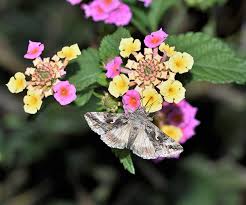 Attēlu rezultāti vaicājumam “Autographa gamma”