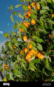 Attēlu rezultāti vaicājumam “Prunus domestica subsp. insitita fruit”